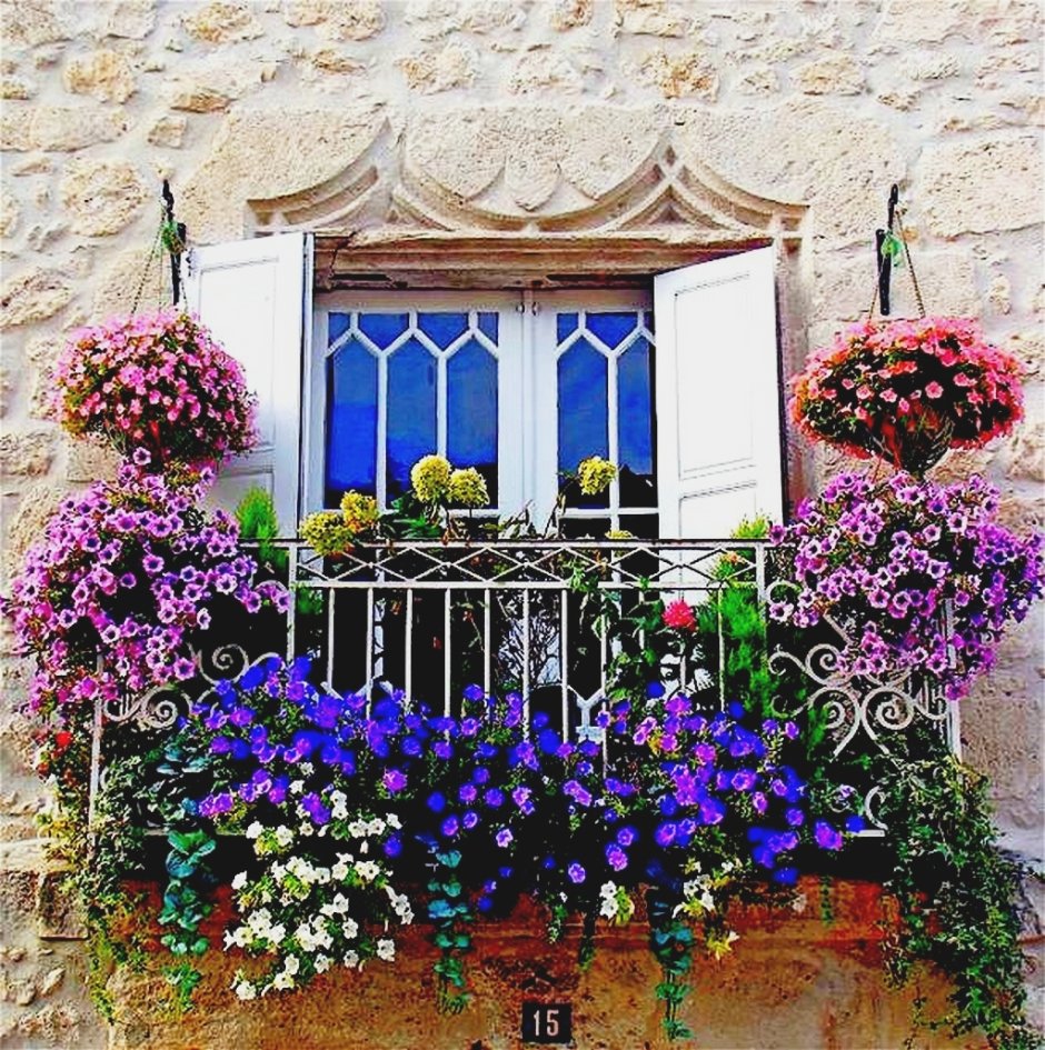Цветы для южного окна