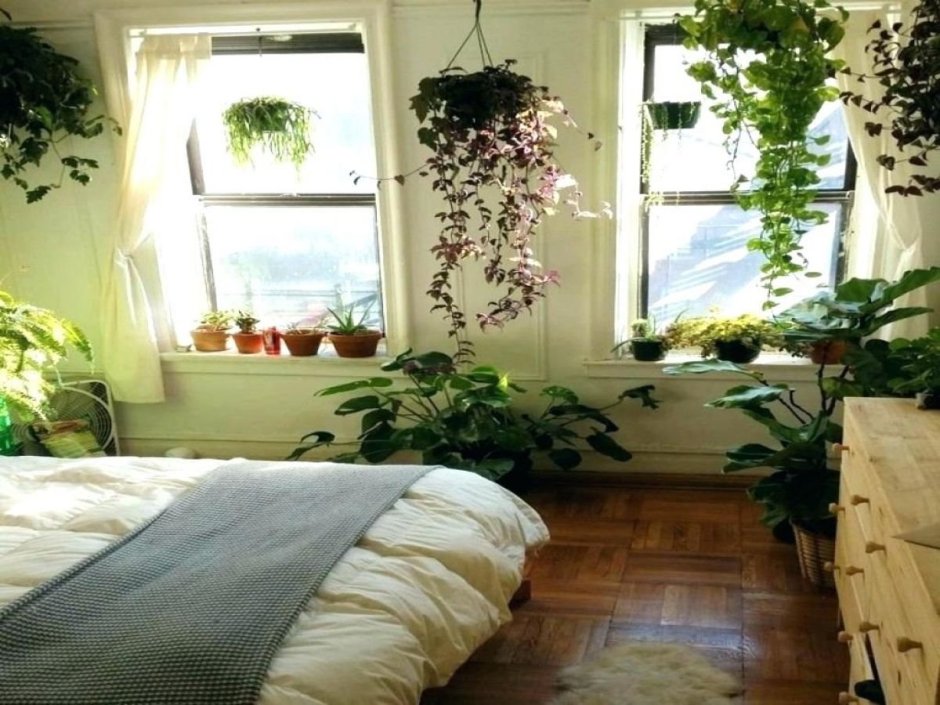 Комнатные растения в спальне
