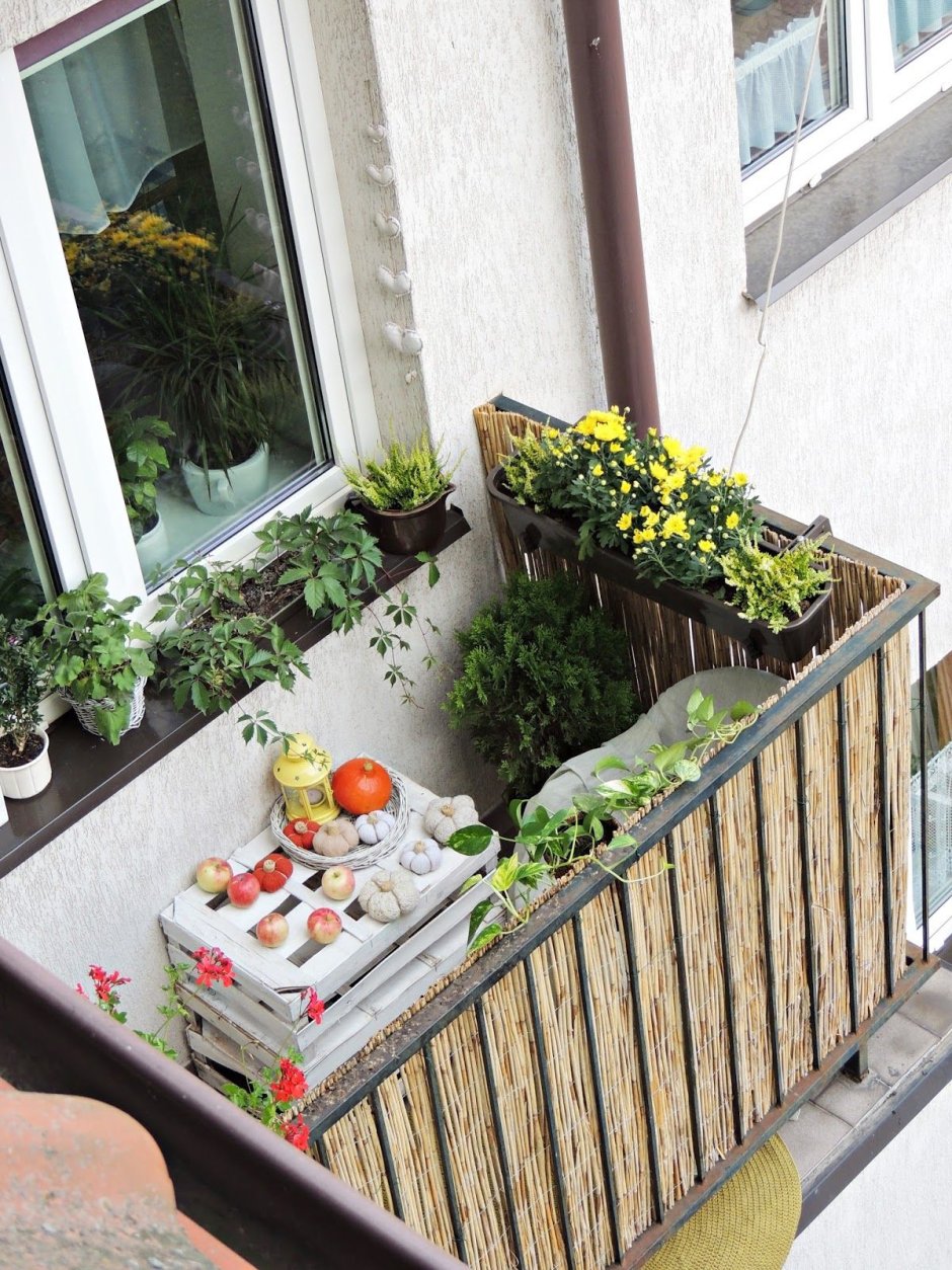 Томаты в кашпо