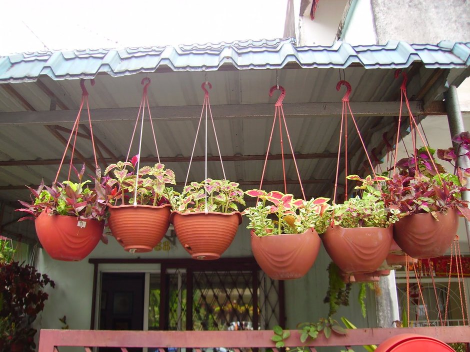 Помидоры черри в подвесных кашпо