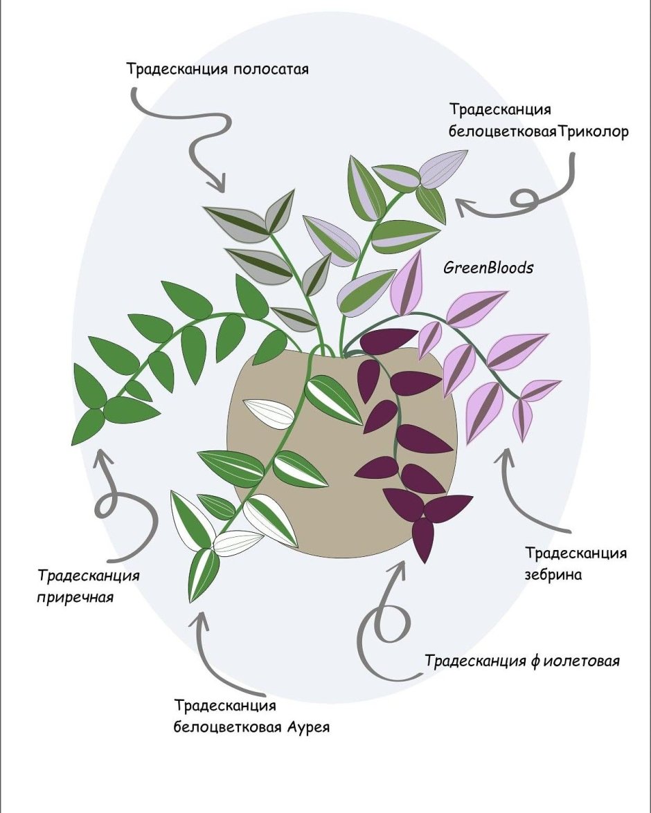 Традесканция висячая на улице