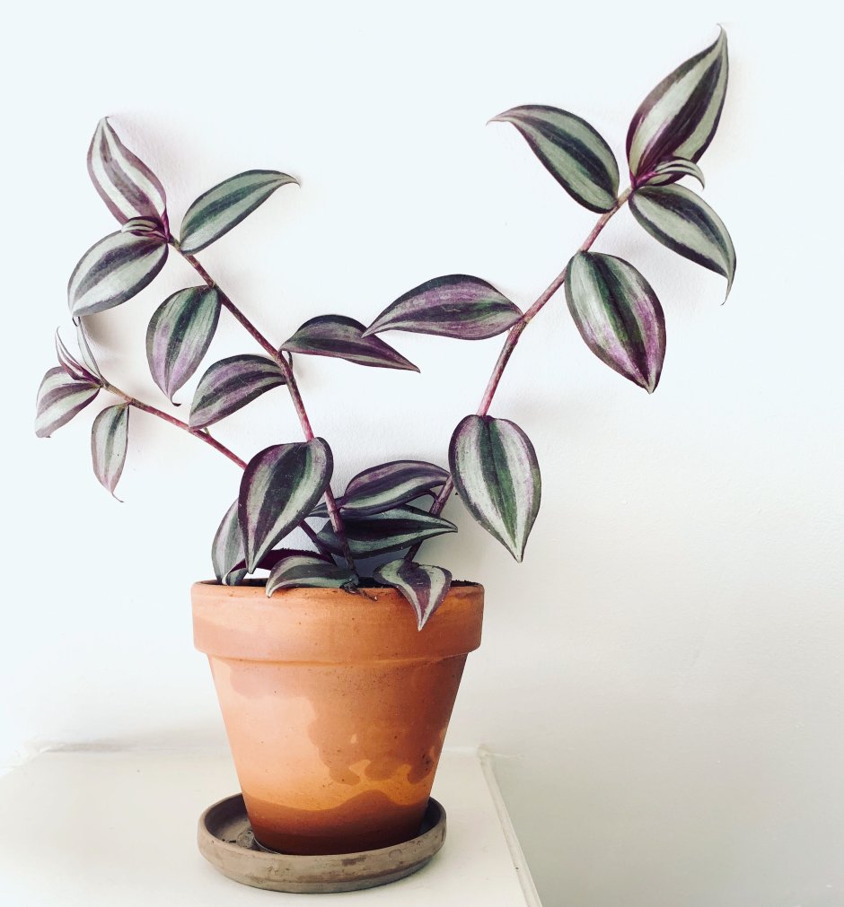 Little Greene Sage Green 80 в интерьере