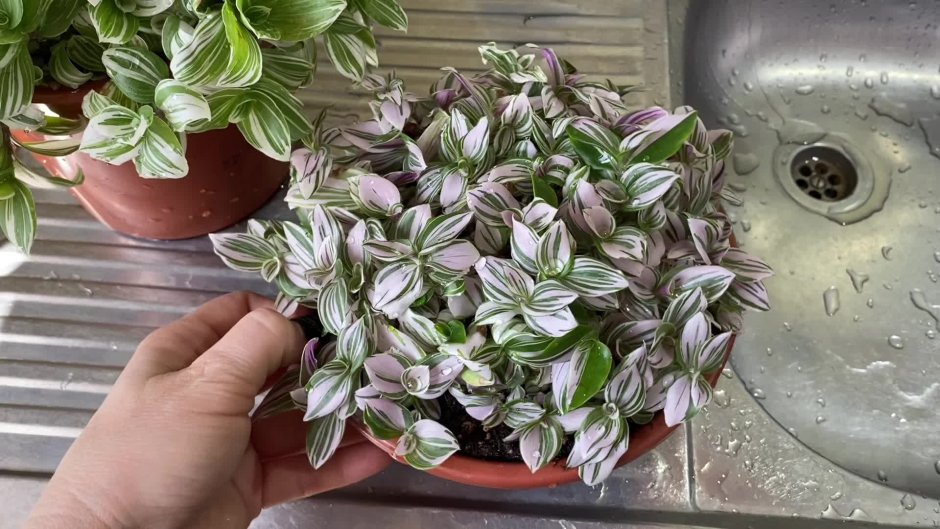 Лиана ампельная горшечная