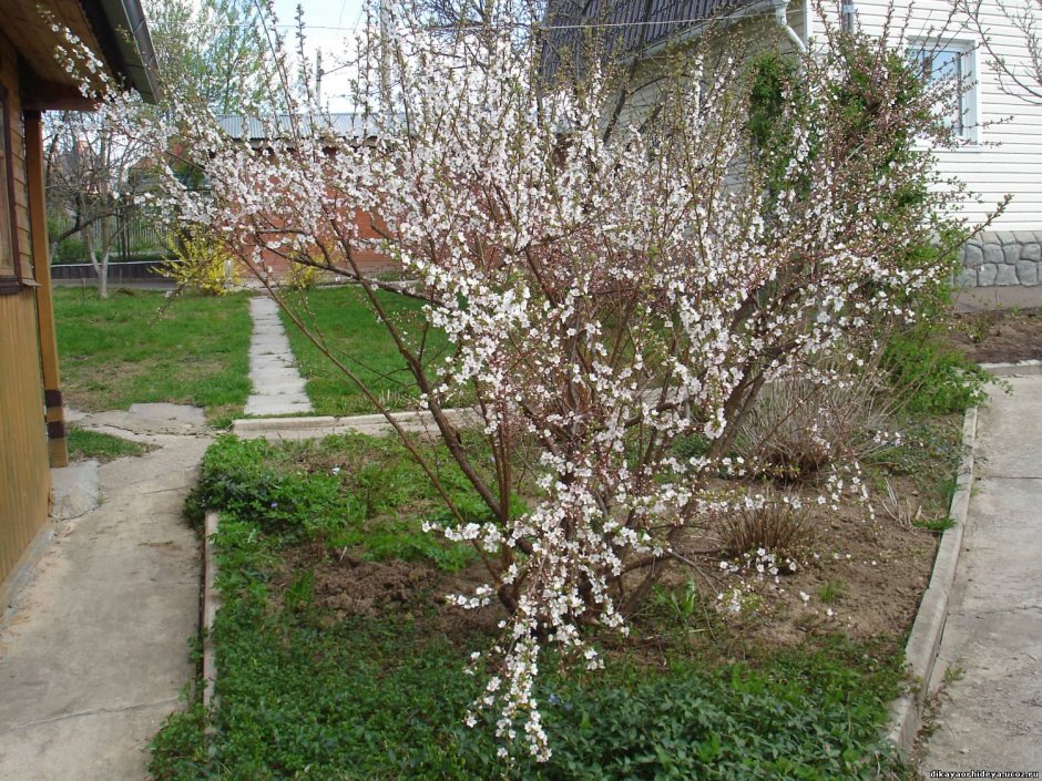 Войлочная вишня в саду