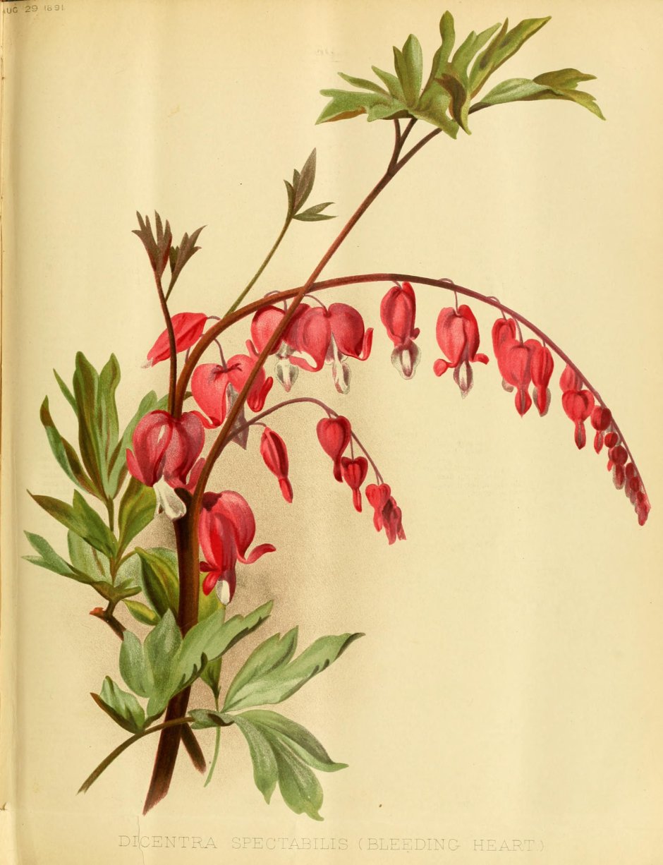 The Plant list
