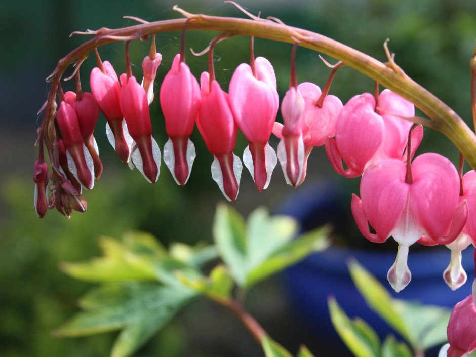 Дицентра spectabilis Pink