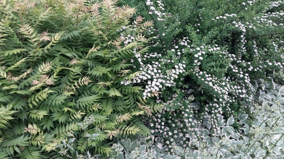 Рябинник рябинолистный (Sorbaria sorbifolia)