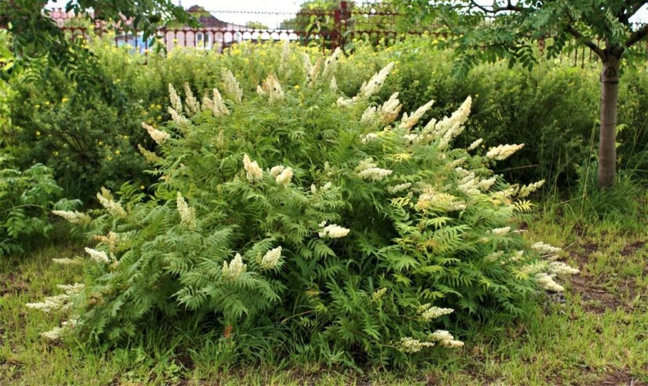 Рябинник рябинолистный (Sorbaria sorbifolia)
