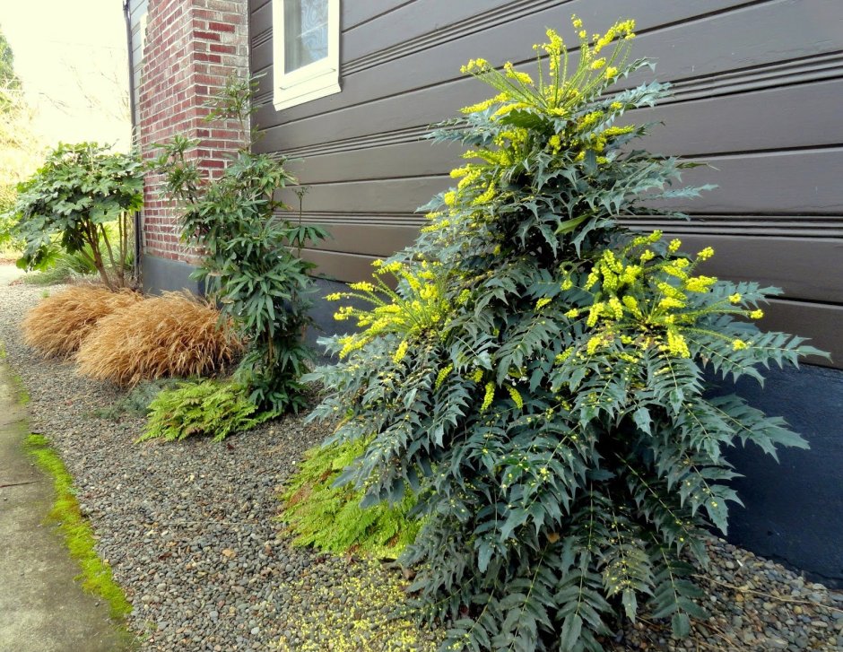 Волжанка двудомная (Aruncus dioicus)