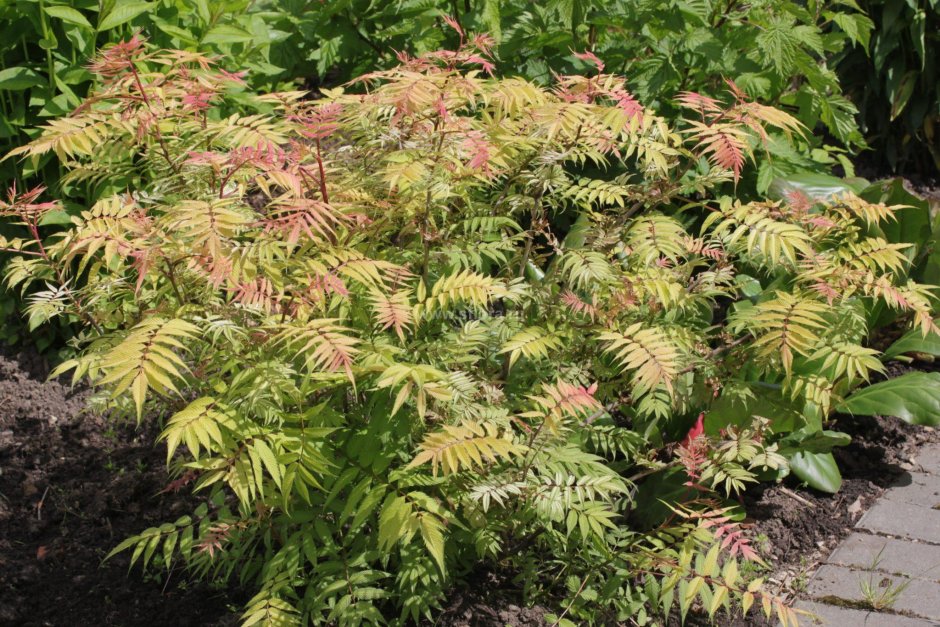 Рябинник рябинолистный Sorbaria sorbifolia “sem”