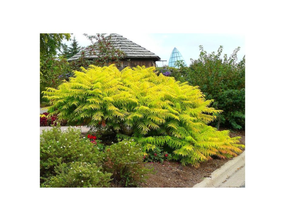 Рябинник рябинолистный (Sorbaria sorbifolia)