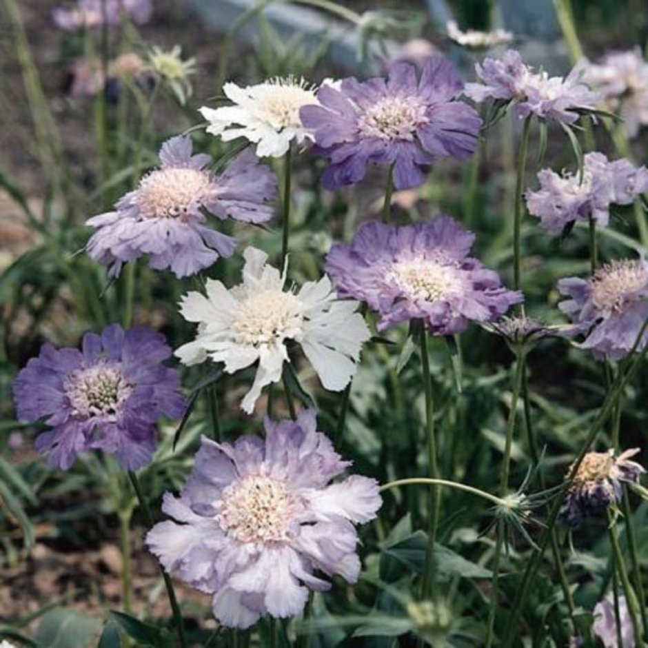 Скабиоза (silenifolia) смолевколистная