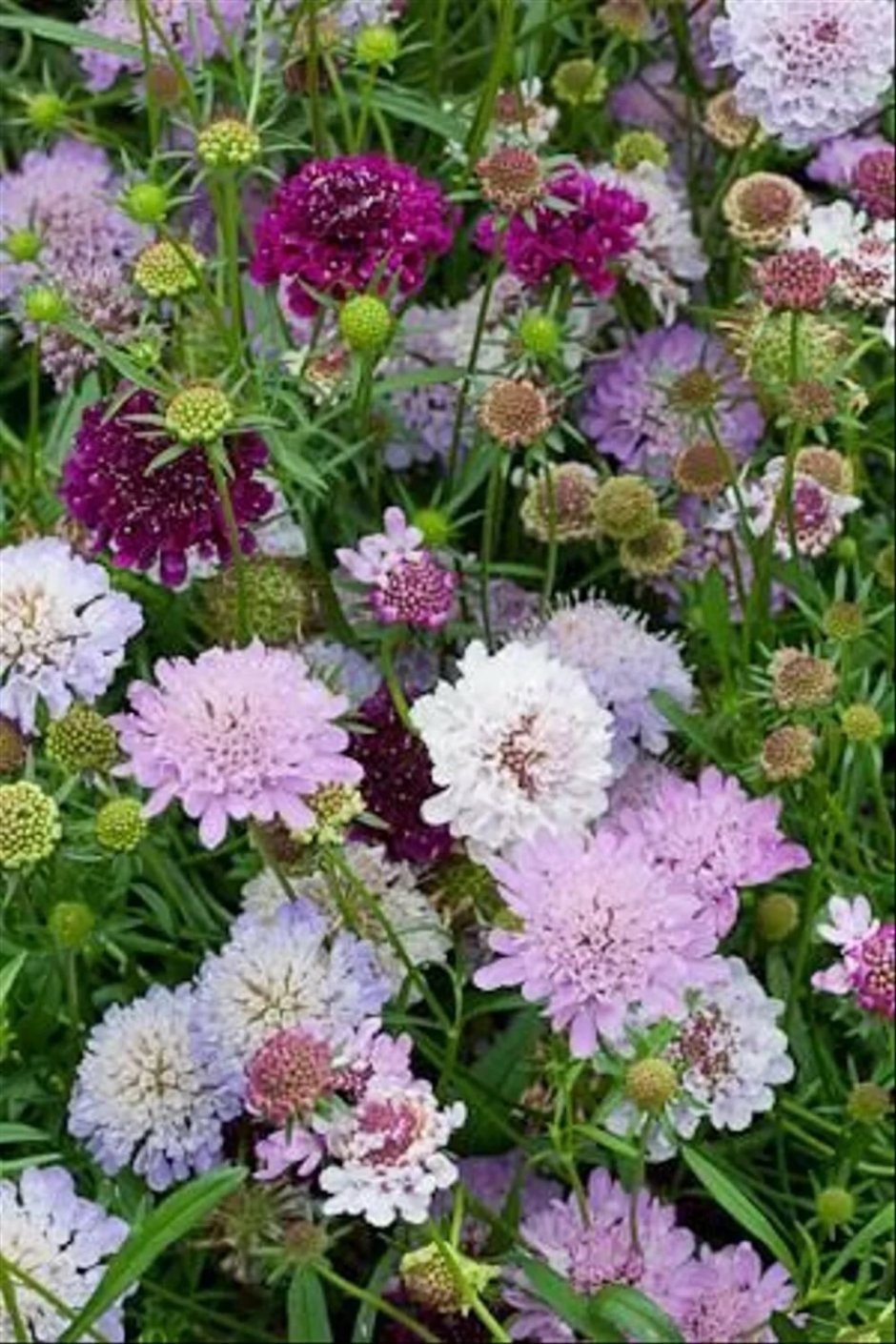 Scabiosa japonica