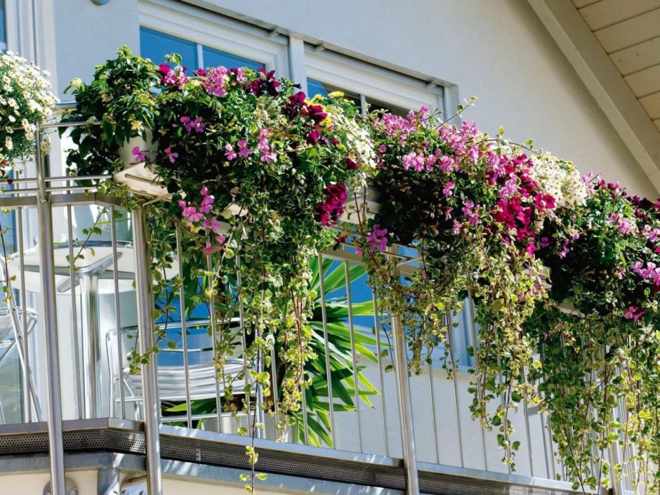 Свисающие цветы для балкона