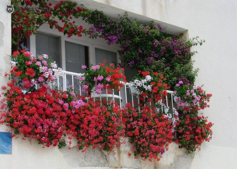 Пеларгония ампельная balkon