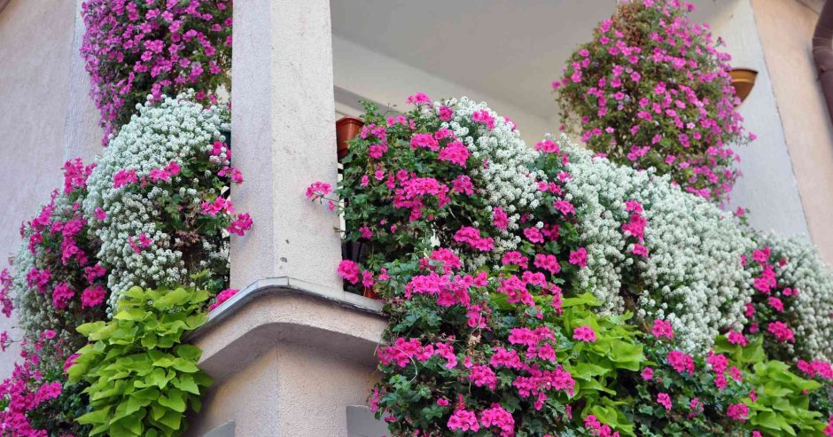 Вьющиеся цветы для балкона