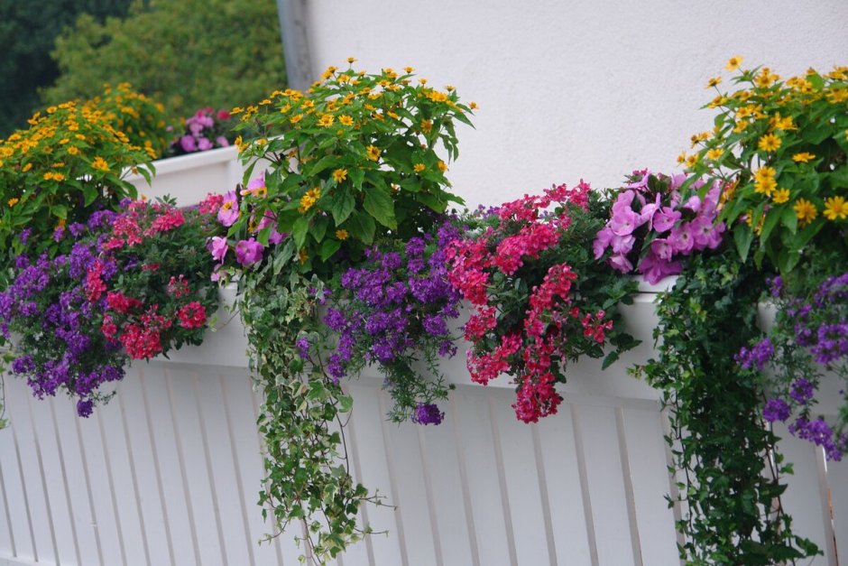 Пеларгония ампельная balkon