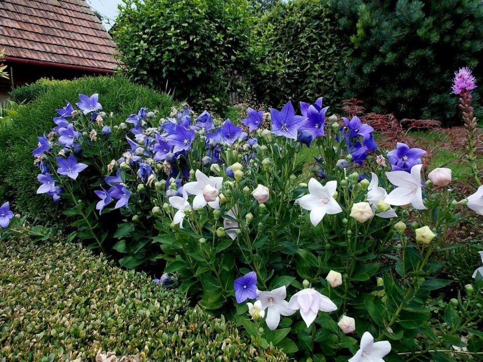 Колокольчик персиколистный. Grandiflora Alba