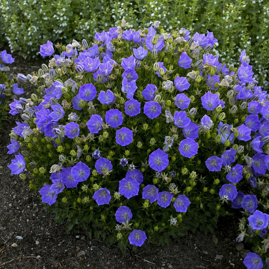 Колокольчик Карпатский Carillon Blue