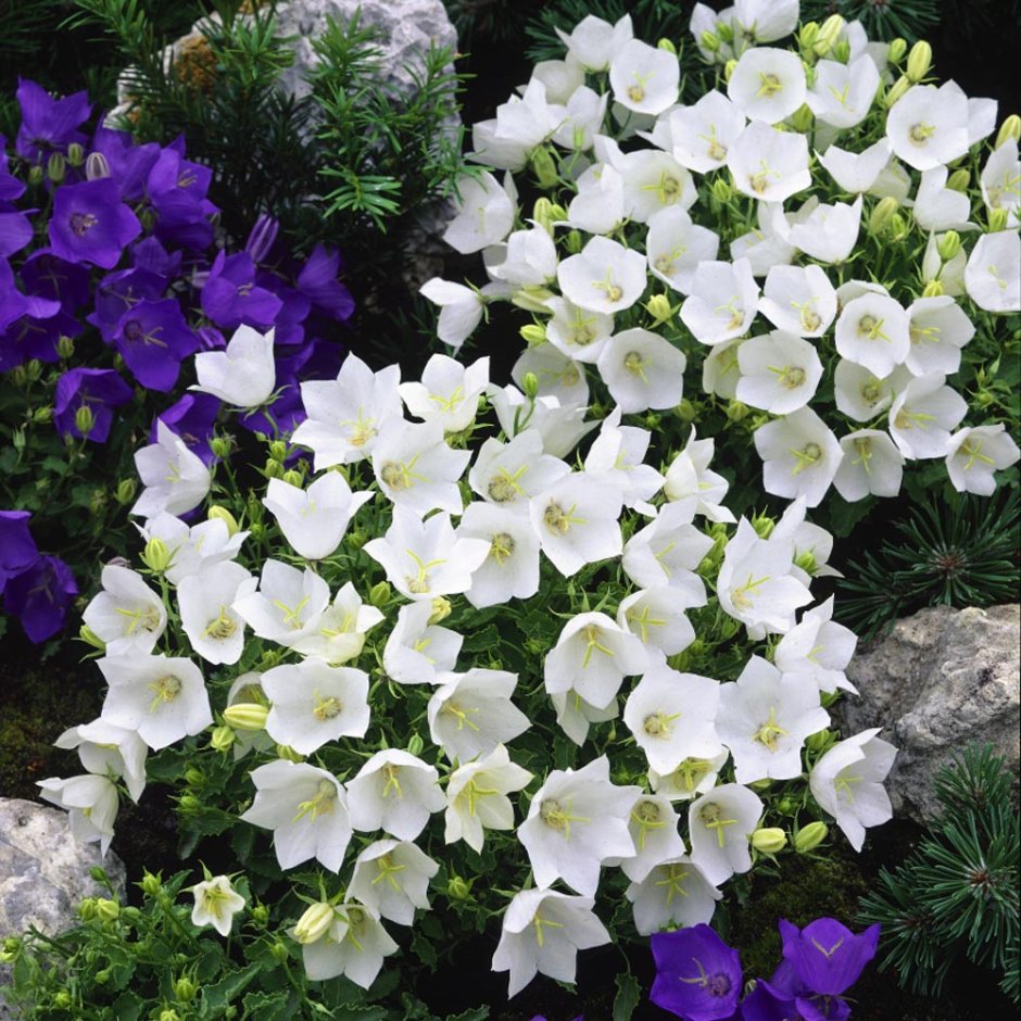 Колокольчик Карпатский Campanula Carpatica White
