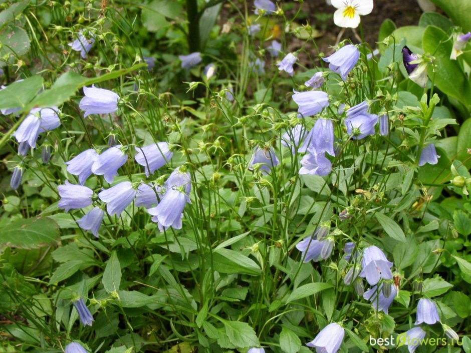 Колокольчик Карпатский (Campanula Carpatica)