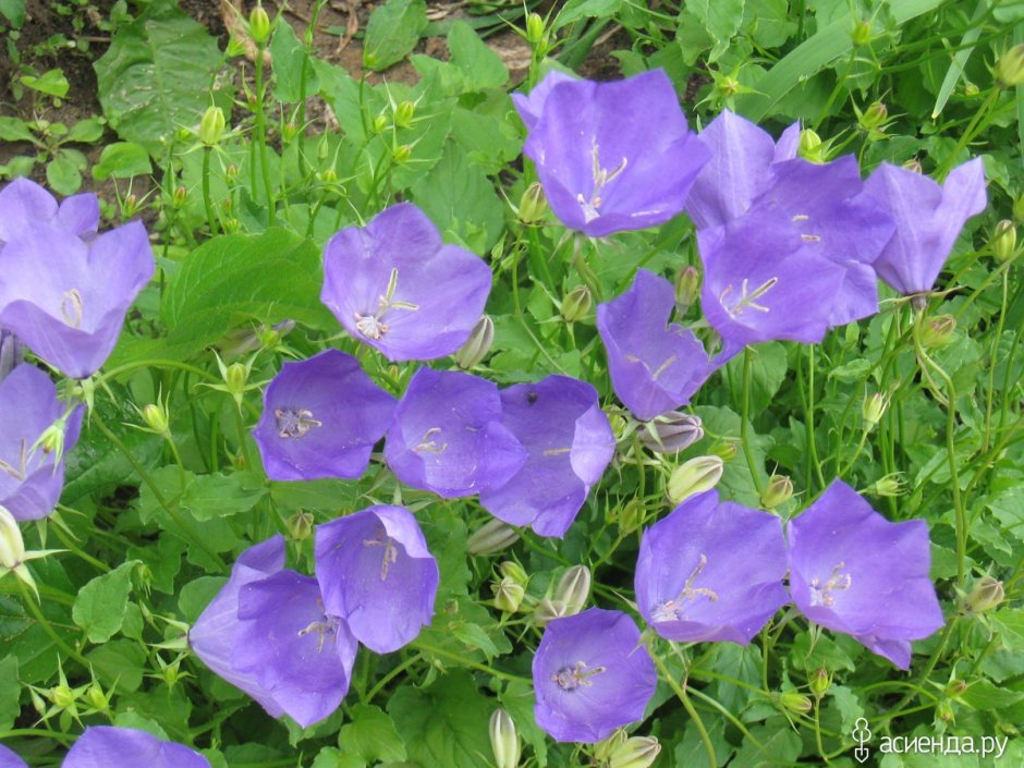 Колокольчик Карпатский (Campanula Carpatica)
