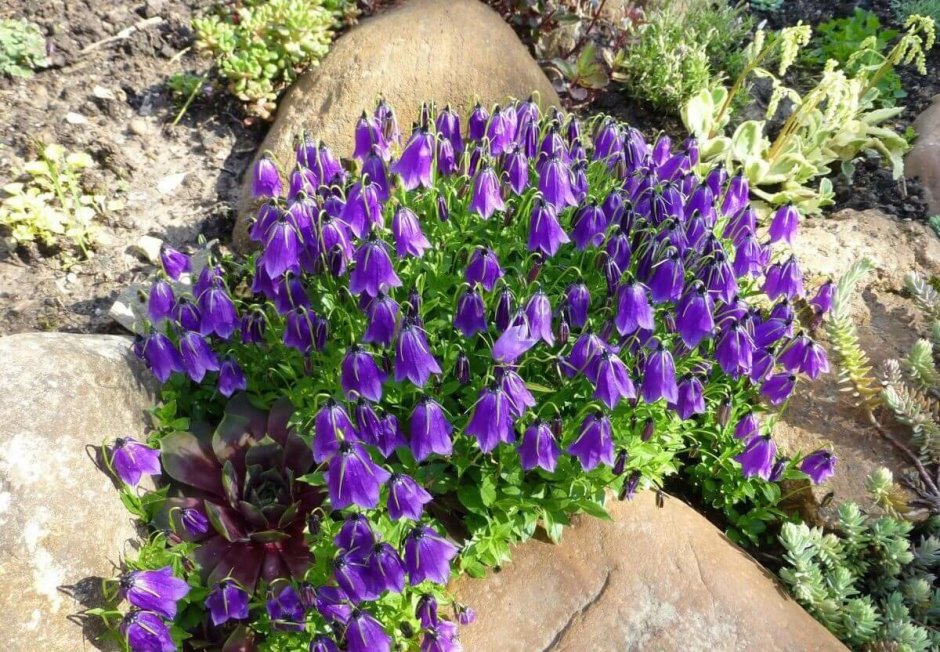 Колокольчик Карпатский Campanula Carpatica Pearl White
