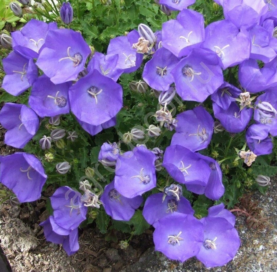 Колокольчик Карпатский (Campanula Carpatica)