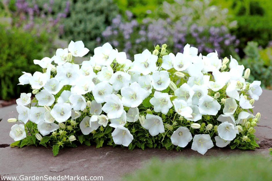 Колокольчик Карпатский (Campanula Carpatica)