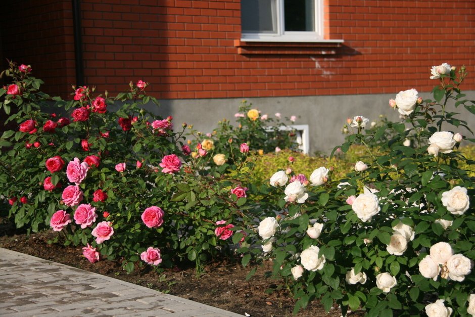Розы Остина клумба