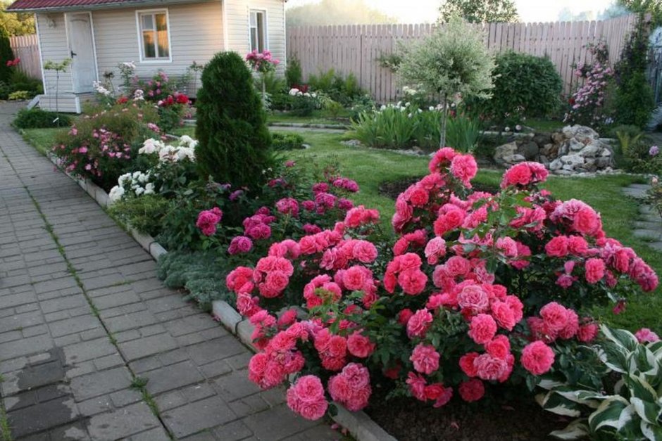 Роза Rosarium_Uetersen
