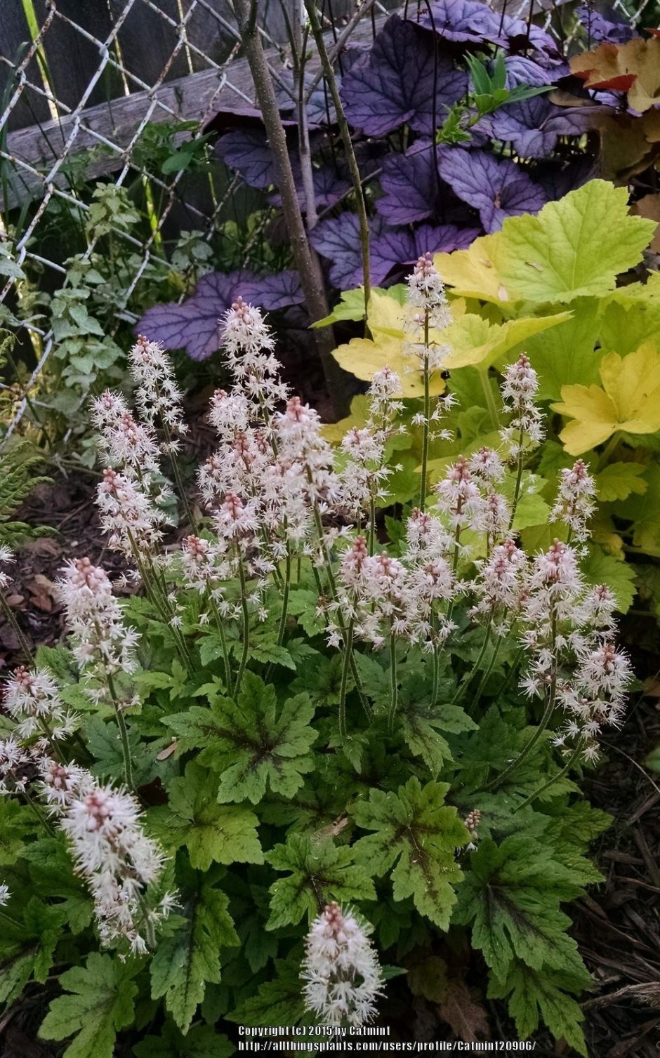 Tiarella wherryi