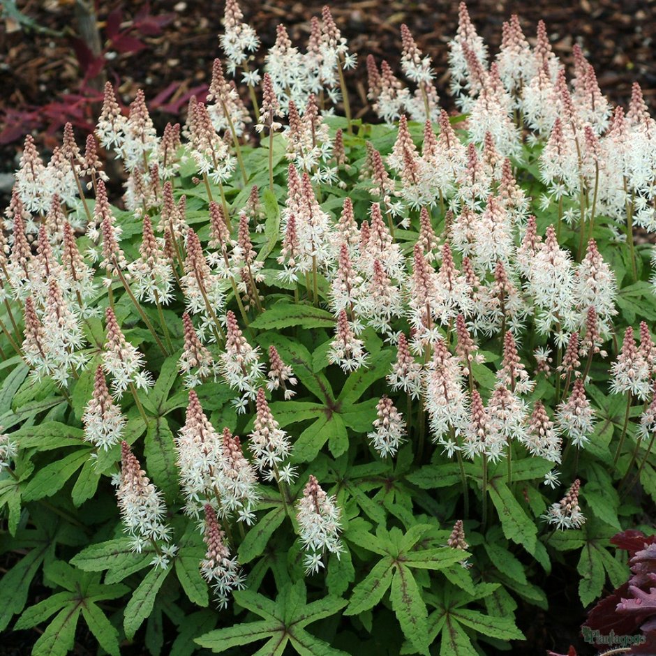 Tiarella wherryi