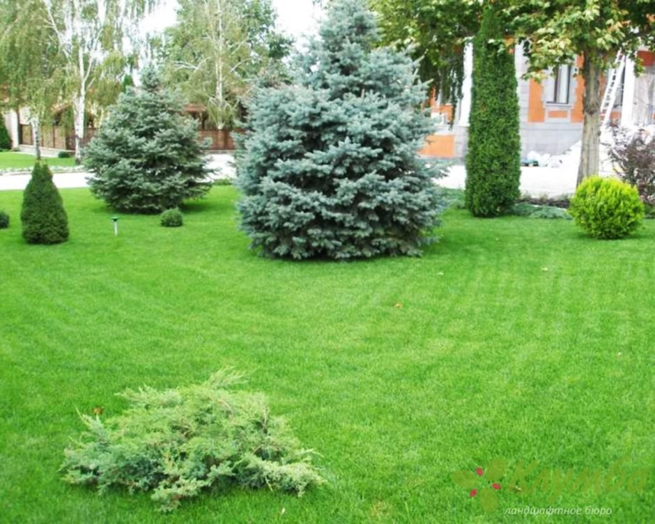 Ель обыкновенная Picea Abies Acrocona