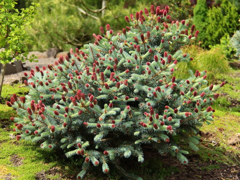 Hermann Naue Picea pungens ель колючая