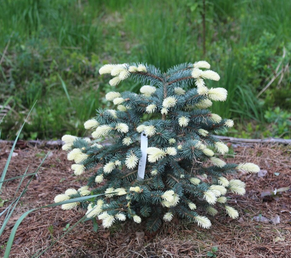 Ель колючая Bialobok