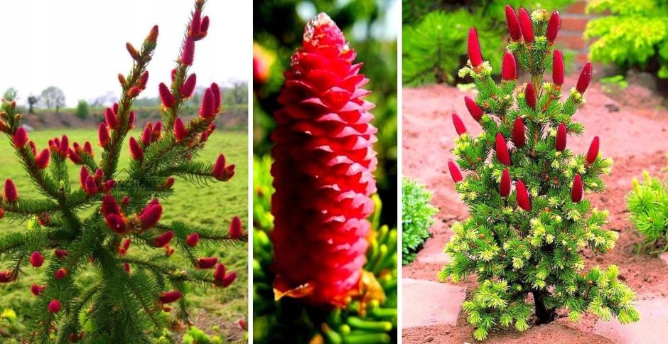 Picea pungens Lucky Strike
