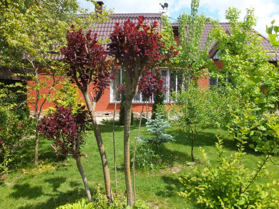 Кизильник черноплодный Живая изгородь