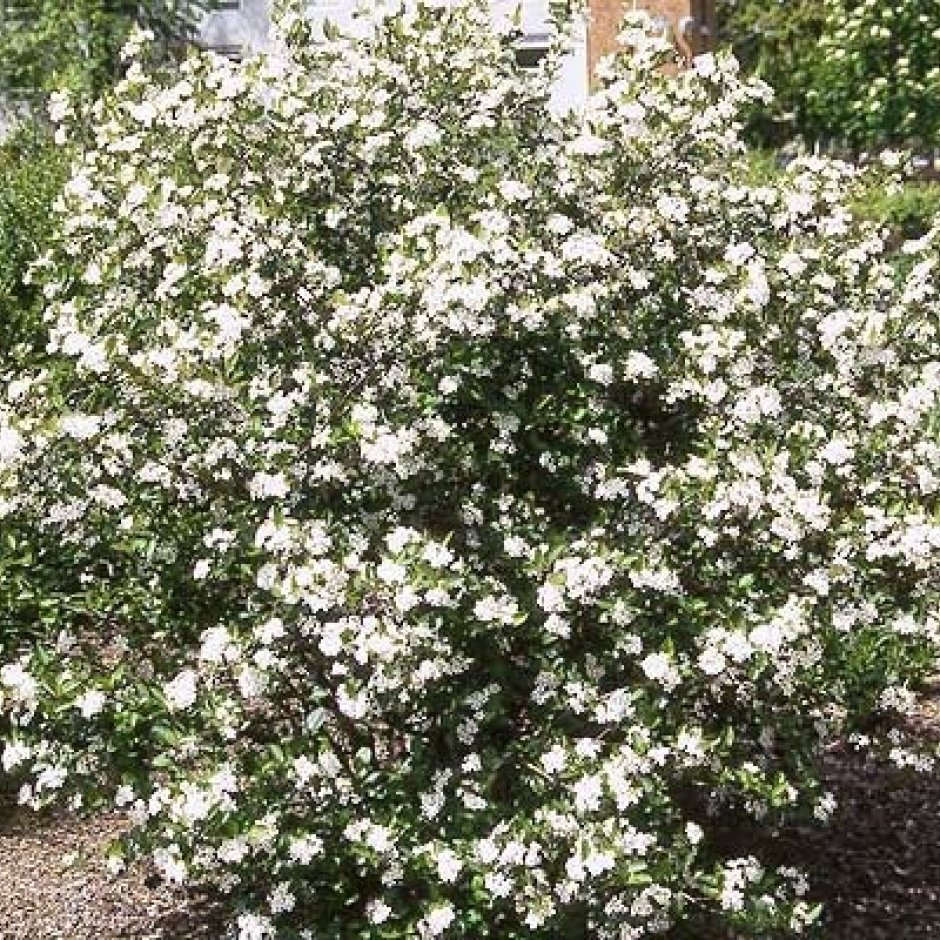 Арония черноплодная (Aronia melanocarpa)