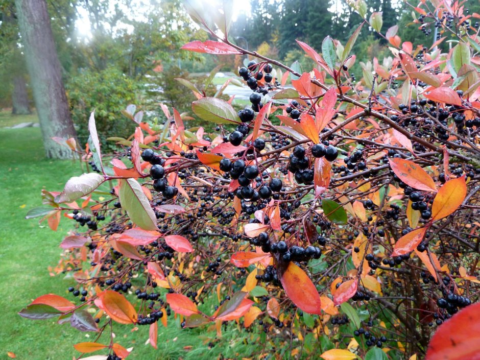 Арония Живая изгородь