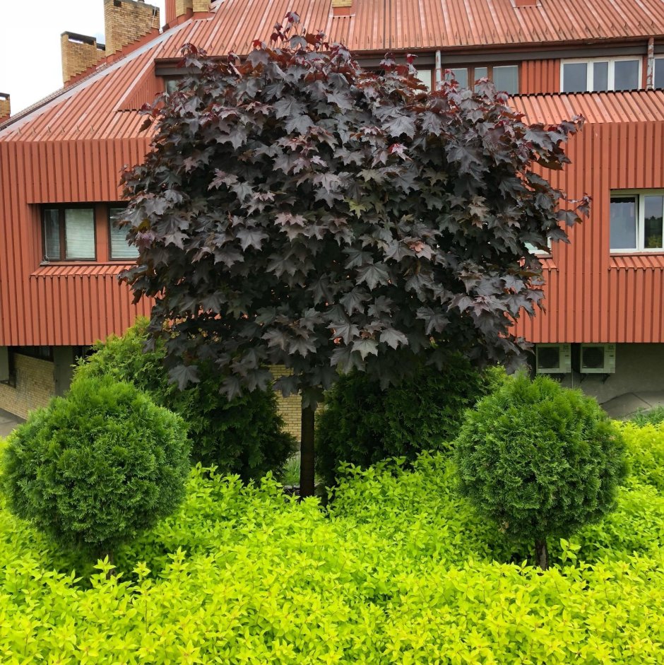 Арония Мичурина — Aronia mitschurinii