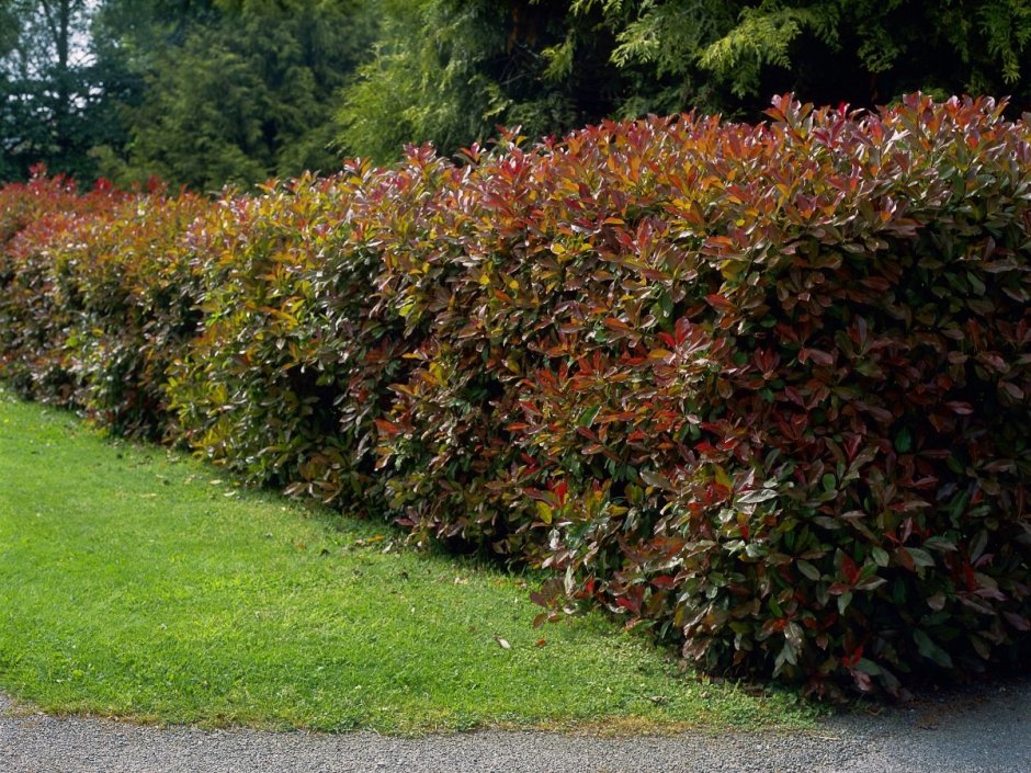Арония черноплодная (Aronia melanocarpa)