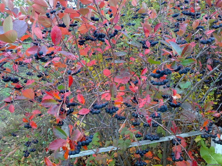 Арония черноплодная (Aronia melanocarpa)