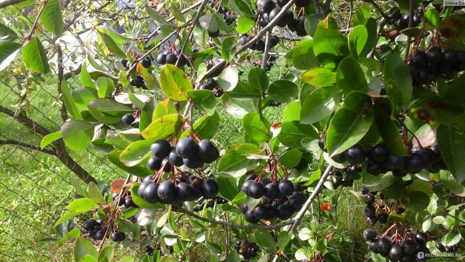 Черноплодная рябина куст