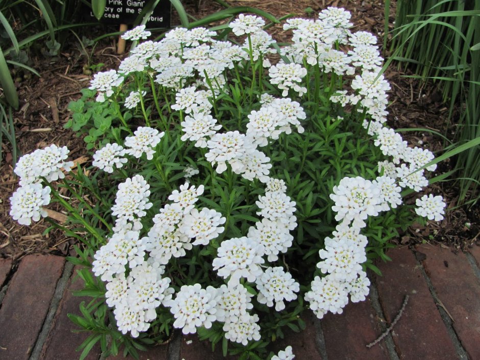 Иберис вечнозеленый — Iberis sempervirens