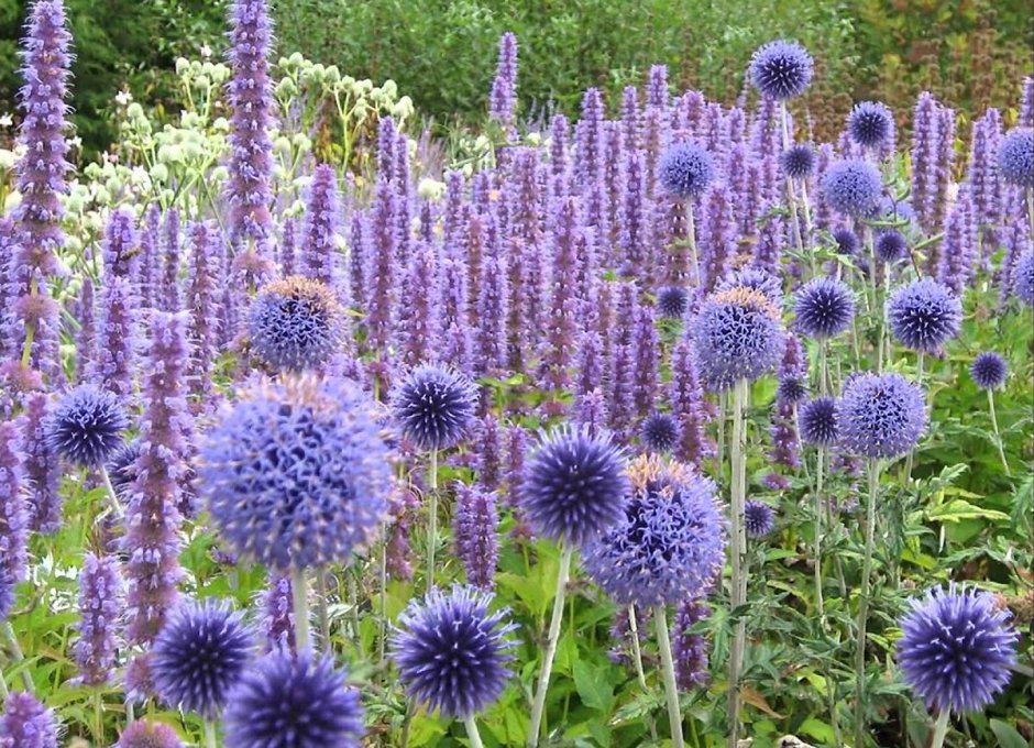 Мордовник обыкновенный (Echinops ritro)