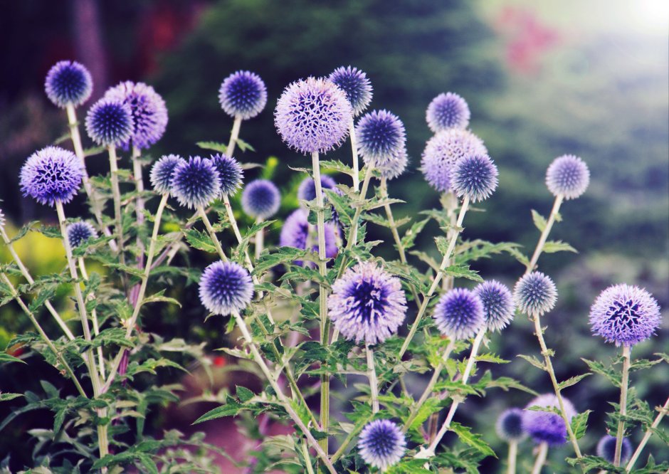 Мордовник Echinops ritro