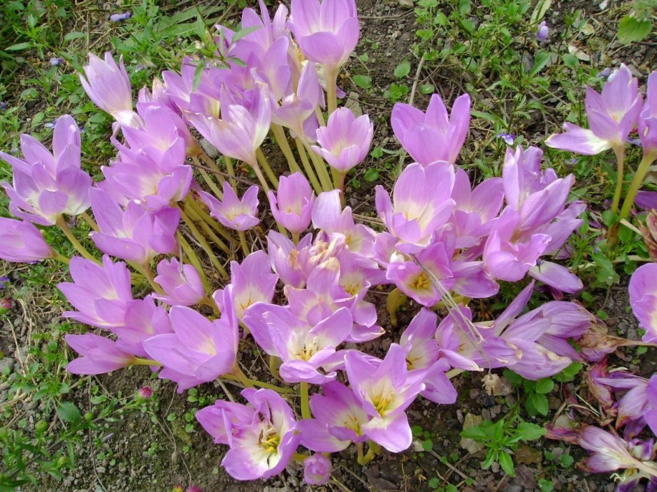 Бордюрные крокусы