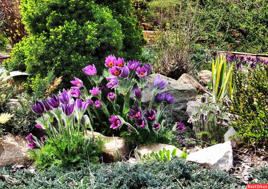 Безвременник (Colchicum) Waterlily
