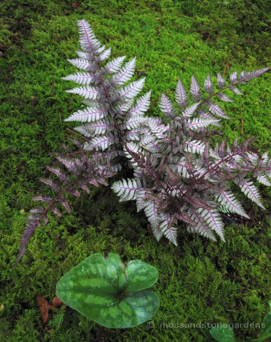 Woodland Plants